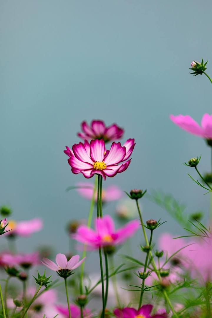 唯美格桑花开图片图片