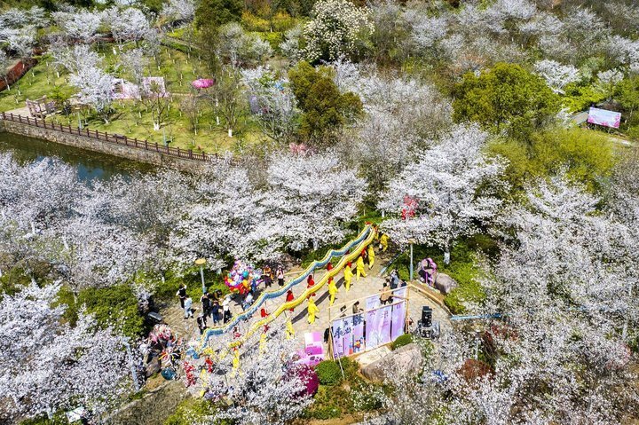 浙江宁海:以花为媒 近百名国际人才相聚第五届桥头胡樱花节