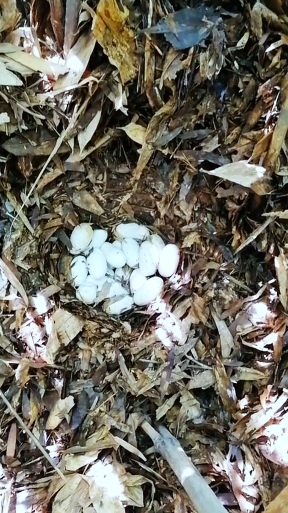 眼镜王蛇和30枚蛇蛋惊现蜜蜂养殖场,为它们"母子"搬家有多危险?