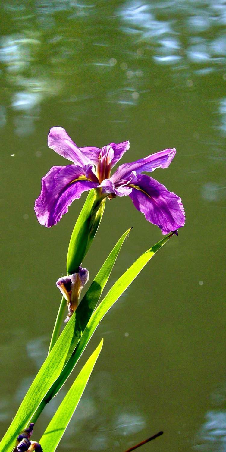 "听翠湖"畔鸢尾花