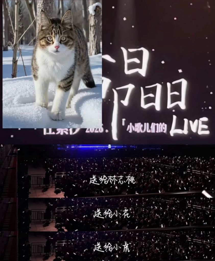 任素汐演唱会压轴曲唱给流浪猫“悟空”，万人合唱《亲爱的你啊》，网友：悟空晚安_腾讯新闻