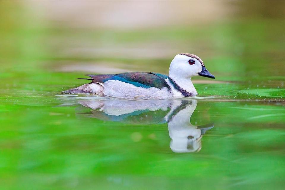 世界上最小的鸭子棉凫首次现身海珠湖,有多特别?