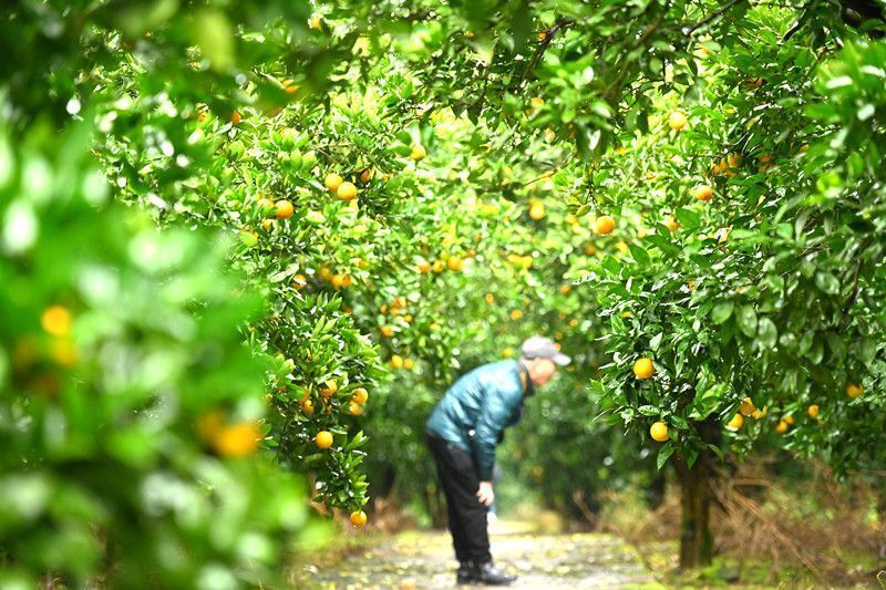 重庆忠县柑橘成熟采摘忙