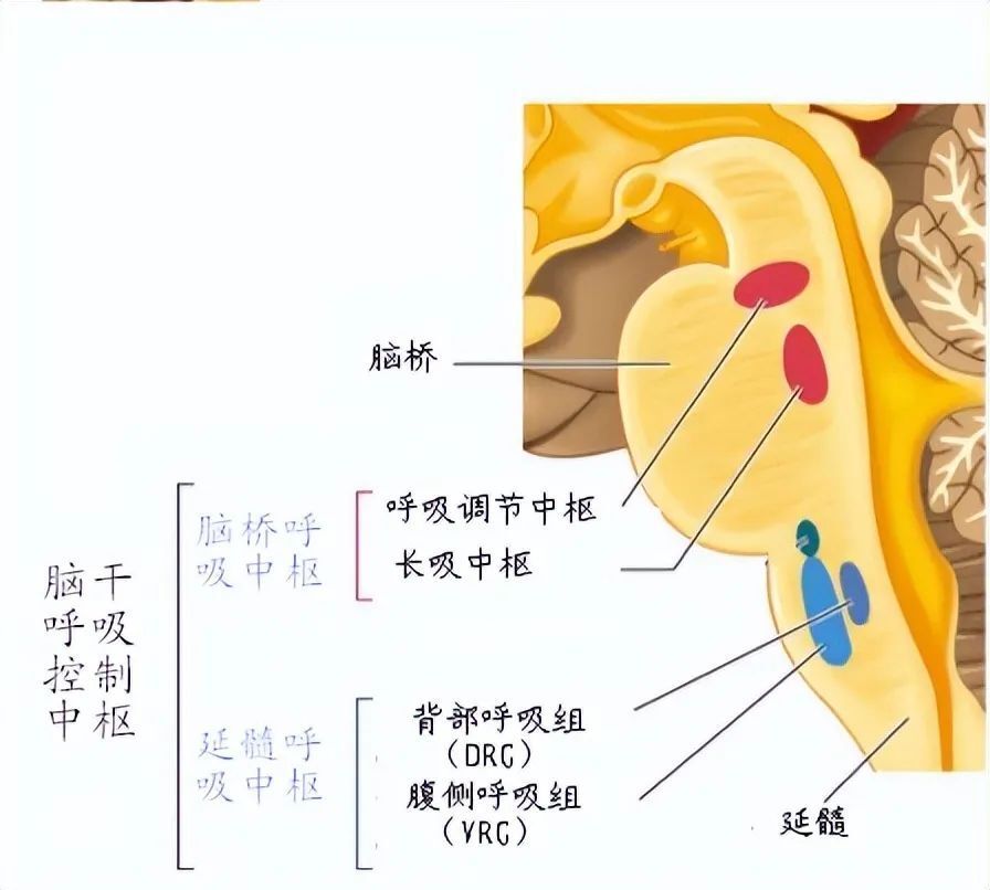 大脑交叉池图片