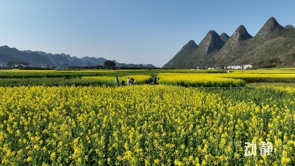 春游贵州丨春日限定！万峰林6000亩油菜花海，打卡金色梦境_腾讯新闻