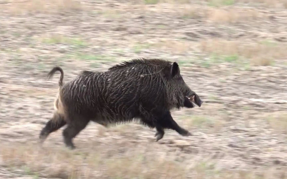江苏出现"野猪猎人",两个月要抓够30头野猪,这工作你能做吗?