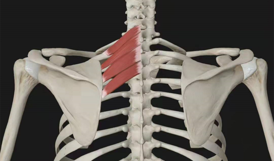 肩胛骨内侧缘疼痛,该怎样与其他疾病相鉴别?我来跟您详细讲清楚