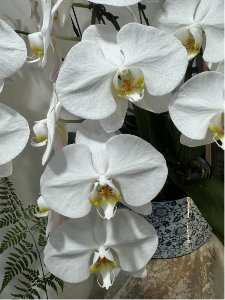 蝴蝶兰"花中皇后"