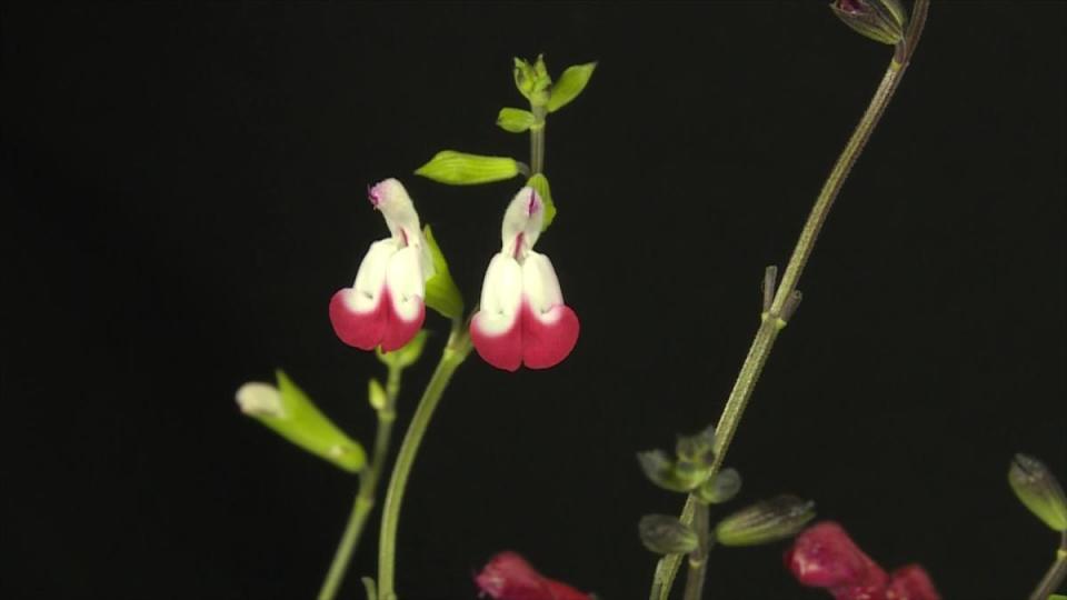 延时摄影定格"朱唇轻启"瞬间