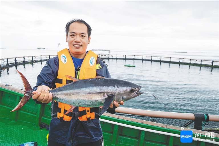 陵水黄鳍金枪鱼海上养殖示范基地,工作人员展示黄鳍金枪鱼.