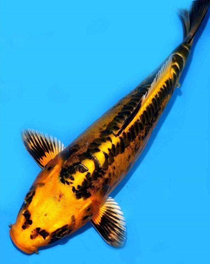 农村水池惊现长着人脸的怪鱼!网友:说是溺水而死的鬼魂我都信!