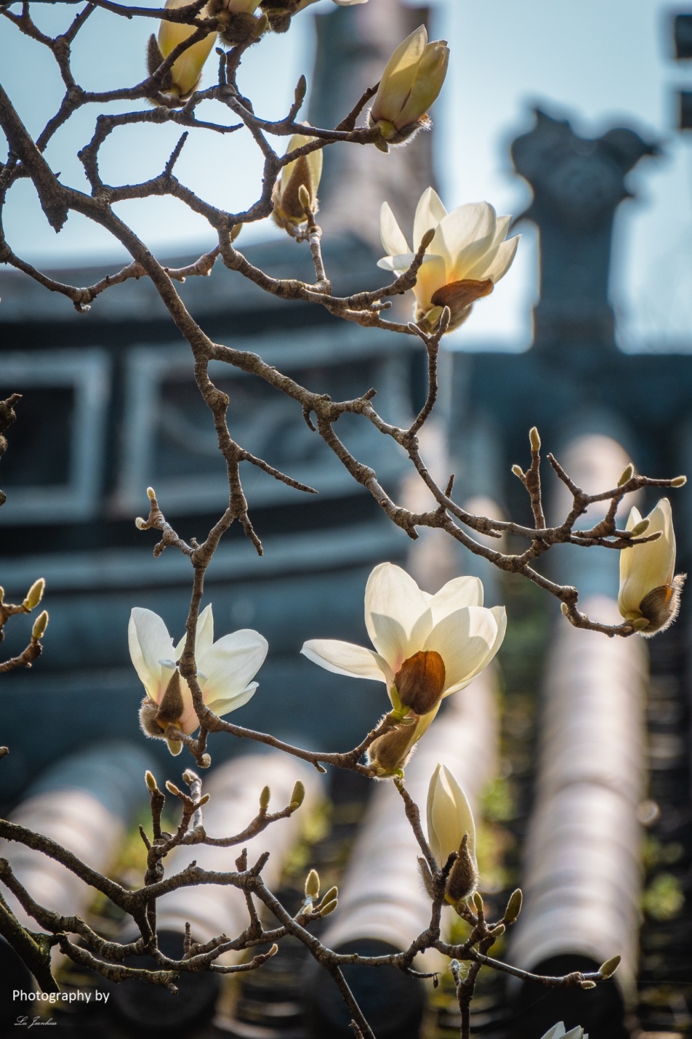 无锡蠡园白玉兰_腾讯新闻