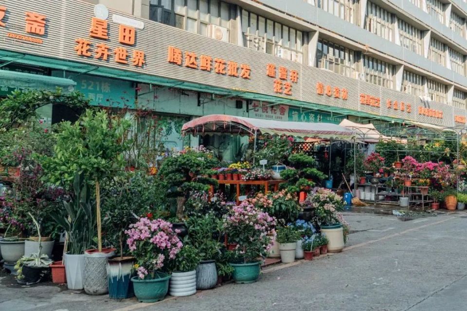 探深explore shenzhen|有一种热爱生活叫「花卉市场」_腾讯新闻
