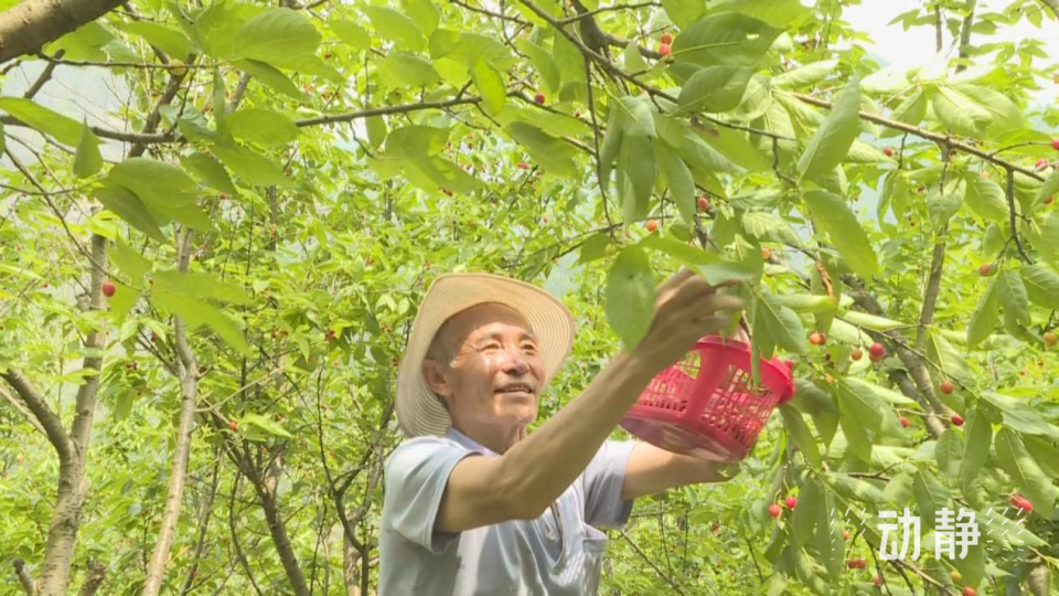 贵州樱桃熟了果大味甜快来尝鲜