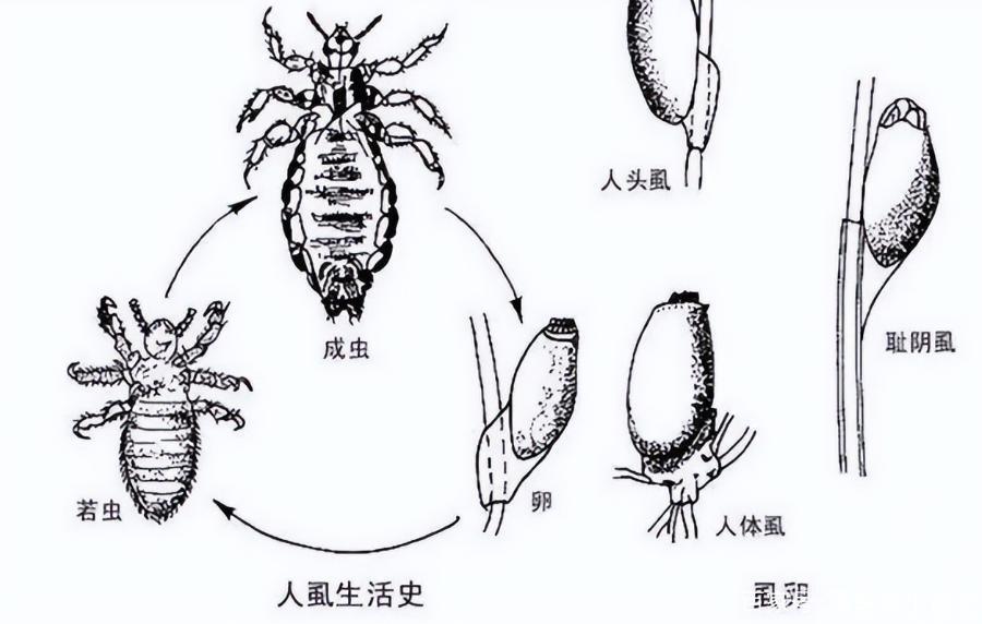 体虱照片图片