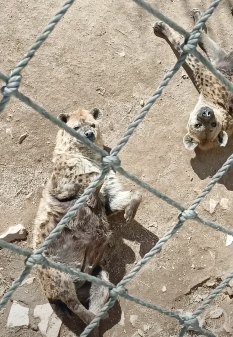 山东一动物园动物胖成"煤气罐",为何动物园容易干成养猪场?_腾讯新闻