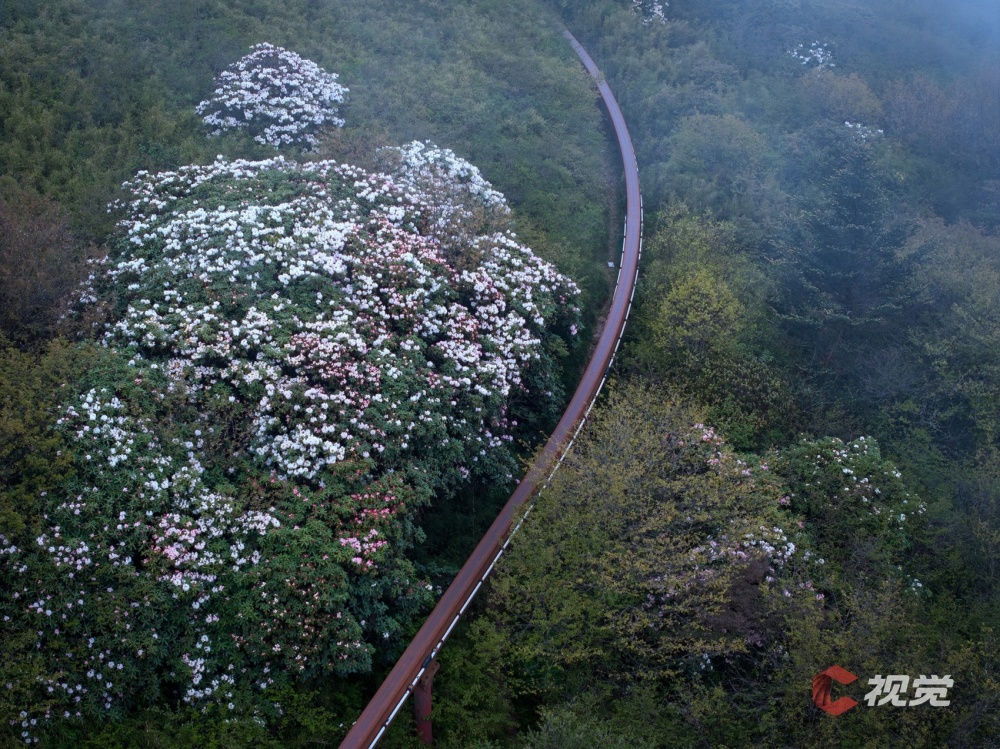 峨眉山高山杜鹃图片