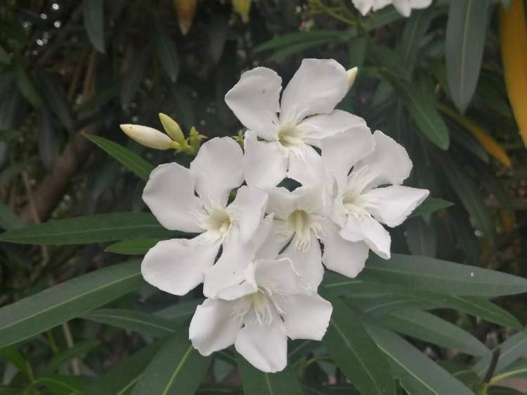 环保卫士夹竹桃