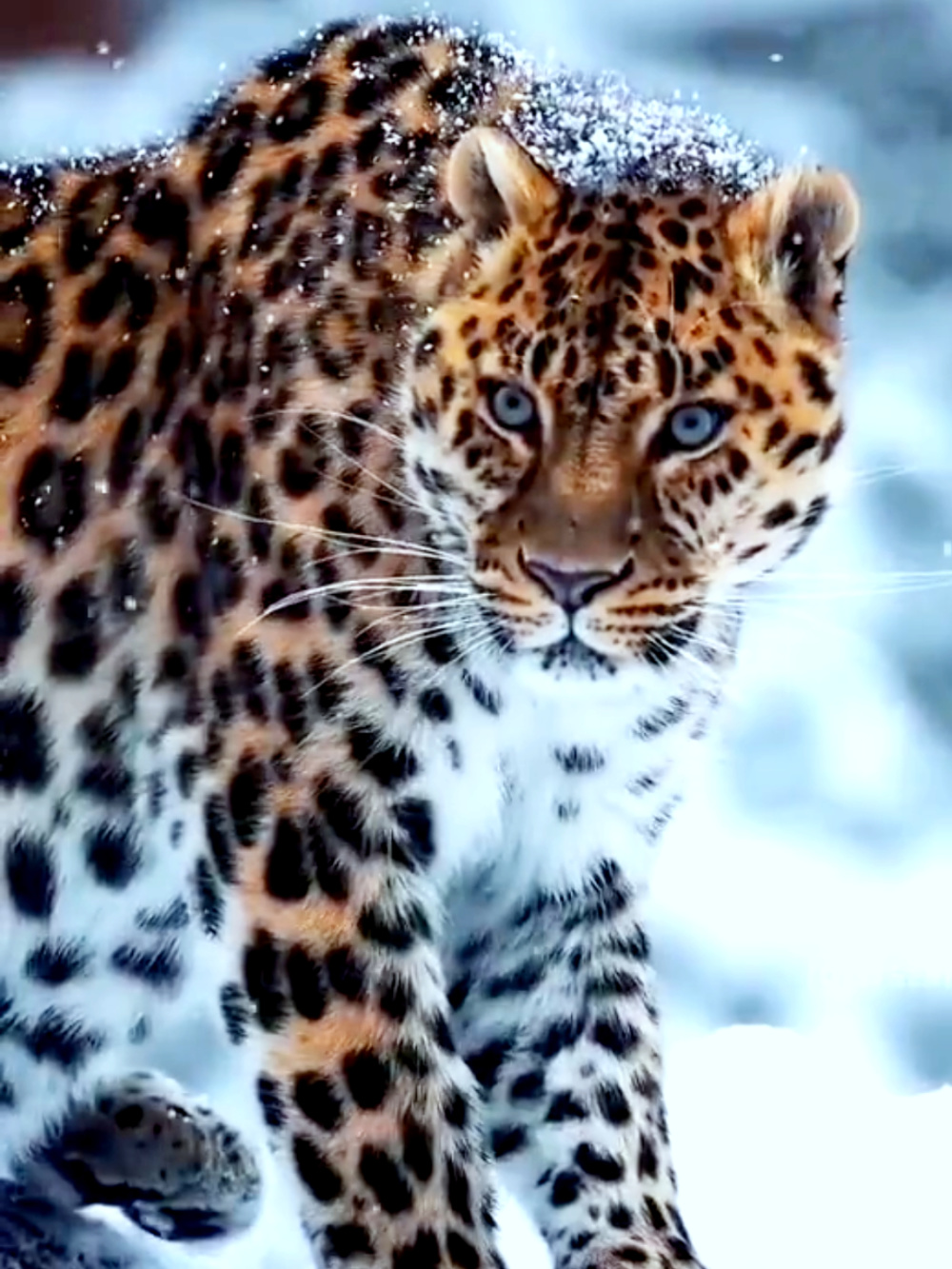 新闻报道四川凉山木里县在回收整理红外相机信息时发现拍摄到了金钱豹