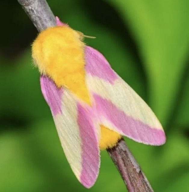 糖果色少女风?网友发现一只新奇小虫,又粉又甜仿佛童话生物!