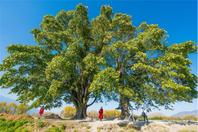 原来连理枝不只代表情人,还能代表好兄弟,好朋友