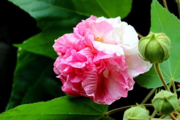 阳台芙蓉,小区新宠——记芙蓉花移植小区之旅