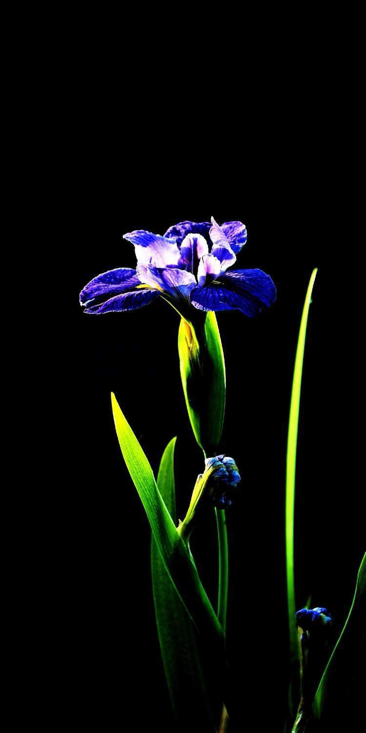 "听翠湖"畔鸢尾花