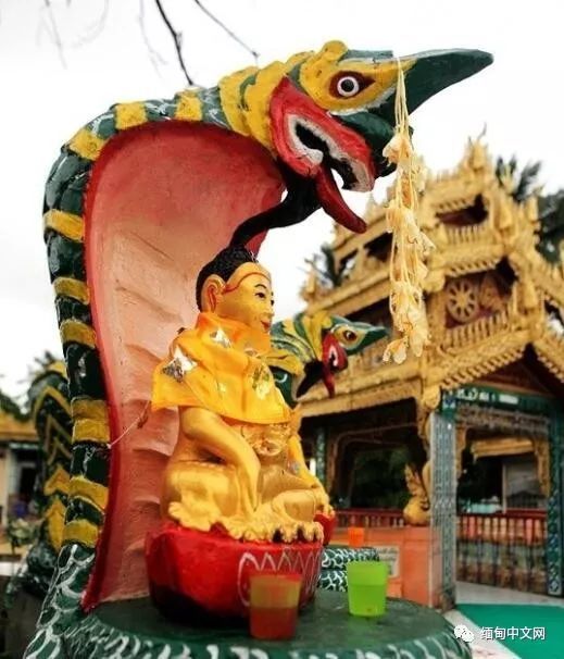 缅甸一寺庙供奉的"蛇佛"竟是条毒蛇?此前不少信徒都"抚摸"过_腾讯新闻