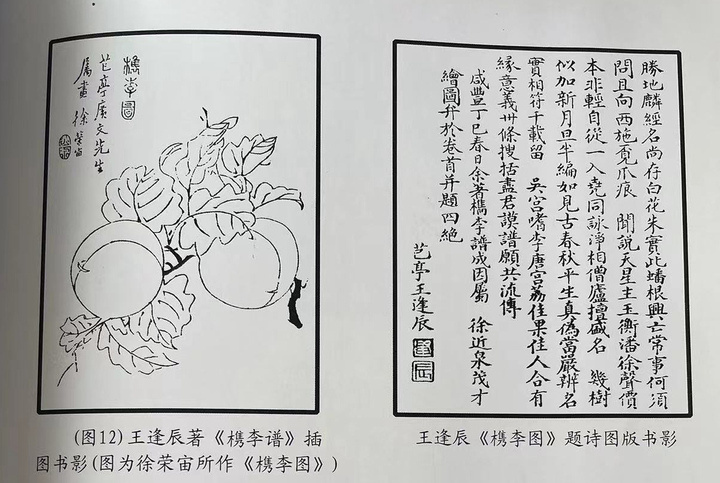 檇李,咋念?穿越千年而来的名果,为何鲜为人知