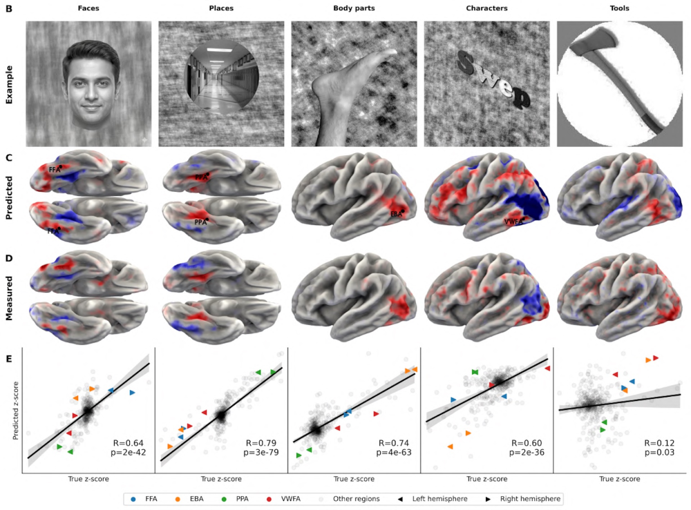 视觉实验预测对比图