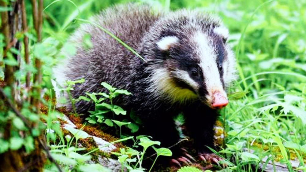 一样的猪鼻子,看上去有些可爱,但萌萌的外表却难掩鼬科家族凶猛的本性