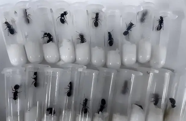 一旅客腰部藏匿163只蚂蚁入境,被河口海关查获,是野蛮收获蚁_腾讯新闻