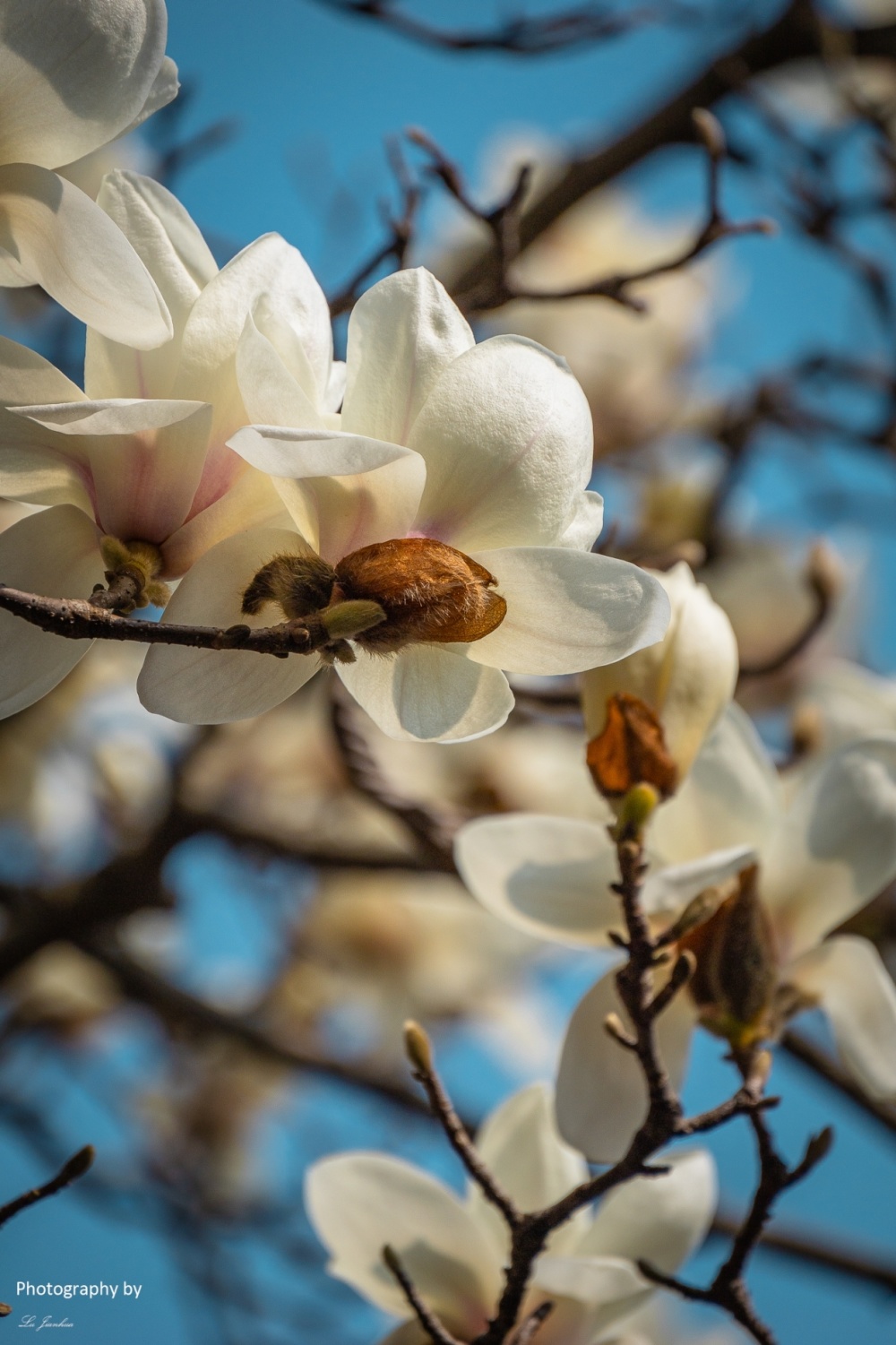 无锡蠡园白玉兰_腾讯新闻