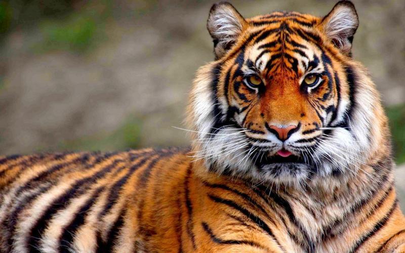 华南虎灭绝是好事,还是坏事?_腾讯新闻