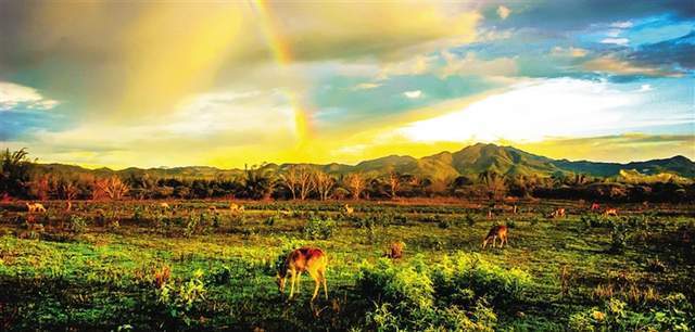 为什么在海南岛西部,会出现我国唯一的"热带稀树草原景观"?_腾讯新闻