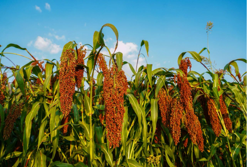 从源头确保极致好酒酿造 郎酒60余万亩糯红高粱种子逐步分发到户