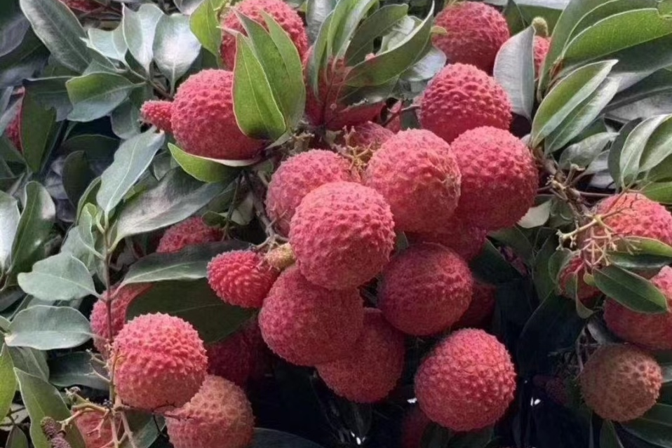 都说桂味荔枝是今年减产最严重的荔枝品种,减产达到了80%—90%.