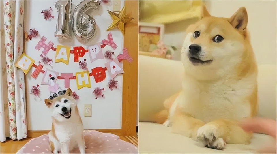 doge表情包原型柴犬情況非常危險