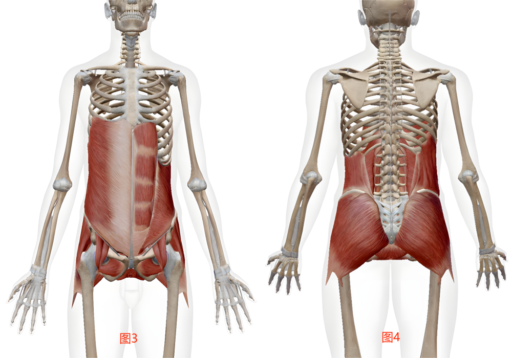 腰臀痛总不好,可能是臀肌太弱!