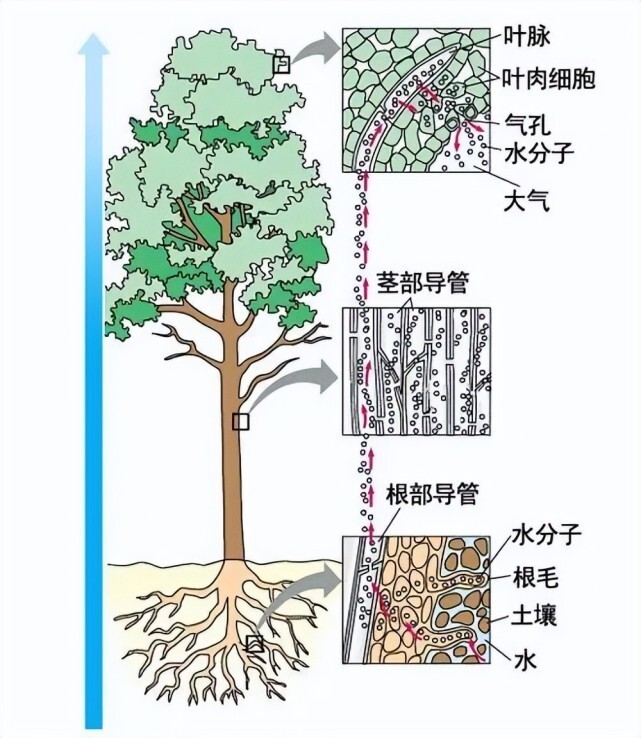 世界上最高的樹，能掙錢也能治病，為什么我國(guó)禁止種植？