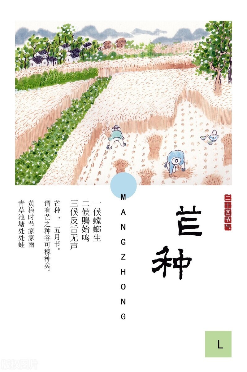 "螳螂生,鵙始鸣,反舌无声",解读芒种节气物候及习俗传统