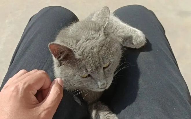 为什么有些人很招猫咪喜欢，传说中的吸猫体质有哪些特征？_腾讯新闻