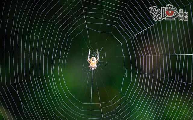 万花瞳 | 夜观缙云山"小精灵"