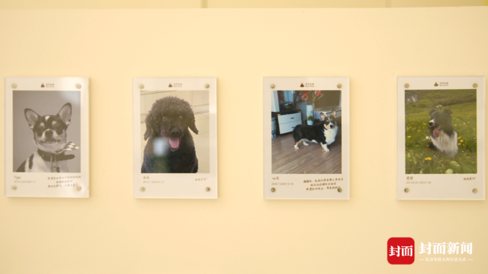 对话宠物殡葬师：用专业与温情架设人宠“生死彩虹桥”