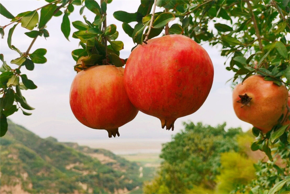 发现了原来自家偷偷瞒着自己还产这么多"昂贵水果"特别是车厘子,蓝莓