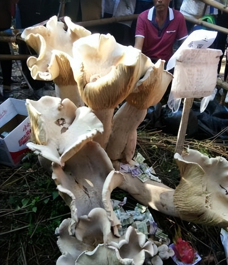 云南发现直径近1米巨型蘑菇,为什么能长这么大?能不能吃?