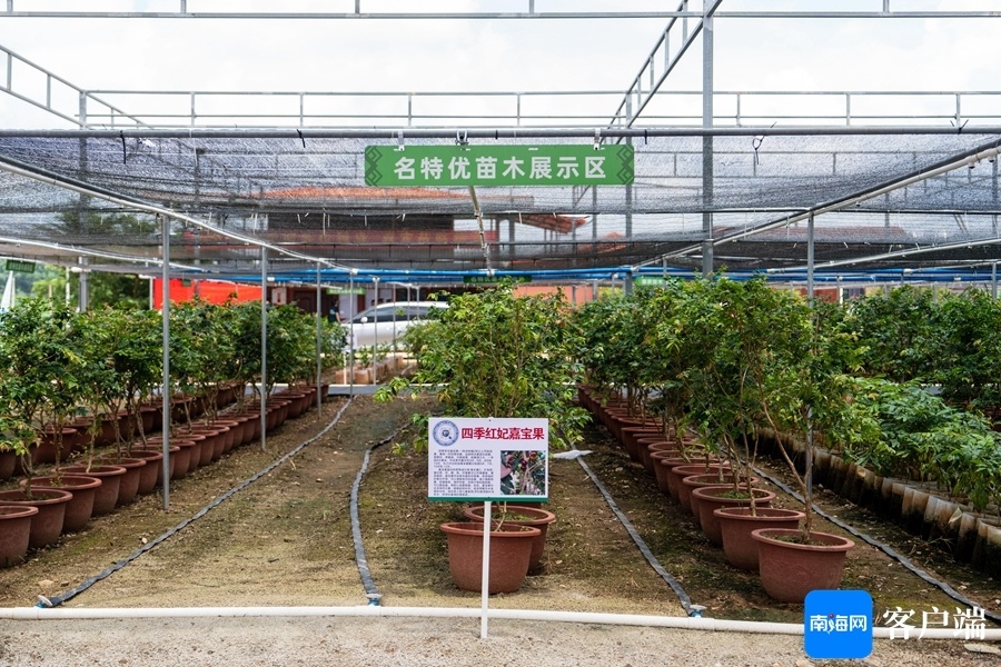 南国智库·财经观察|从白沙"海垦大岭"看海南苗木产