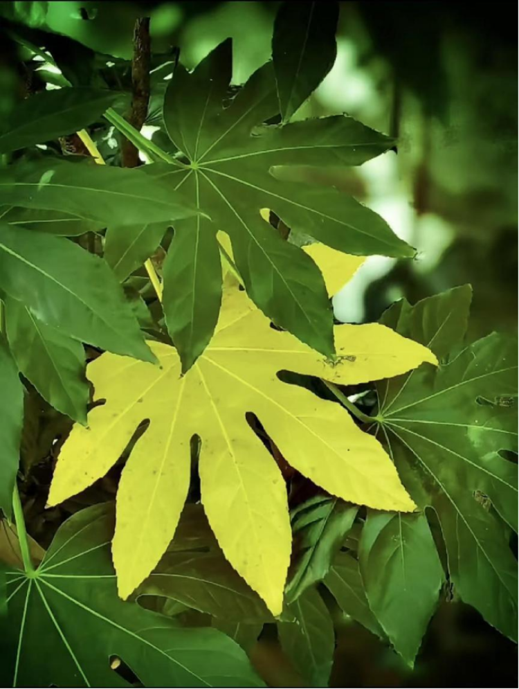 老年大学浮光剪影作品