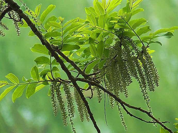 晚潮|榆树与枫杨往事