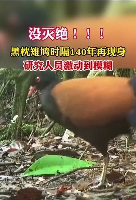 黑枕雉鸠再现广东深山密林！华南虎有朝一日能否“王者归来”？_腾讯新闻